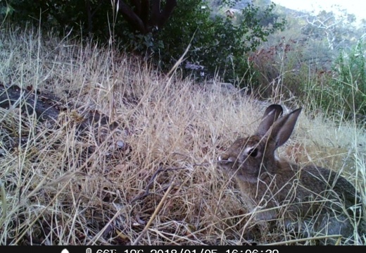 Rabbit