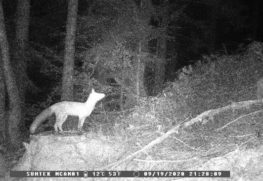 Fox