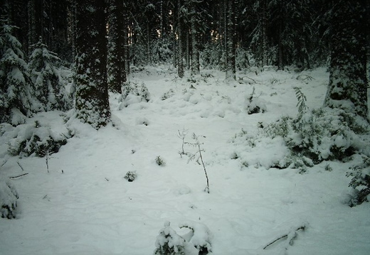 Forest